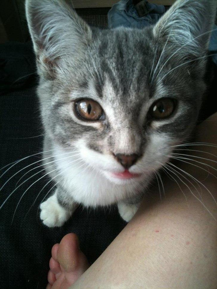 Blanding af racer Aya billede 11