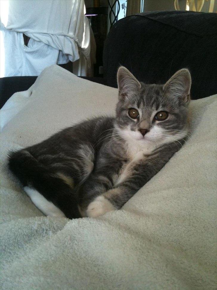 Blanding af racer Aya billede 12