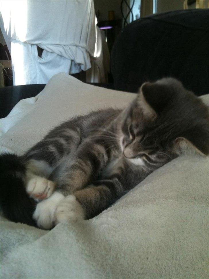 Blanding af racer Aya billede 13