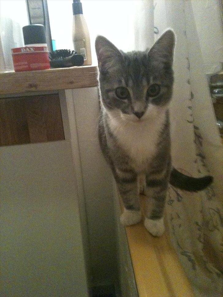 Blanding af racer Aya billede 14