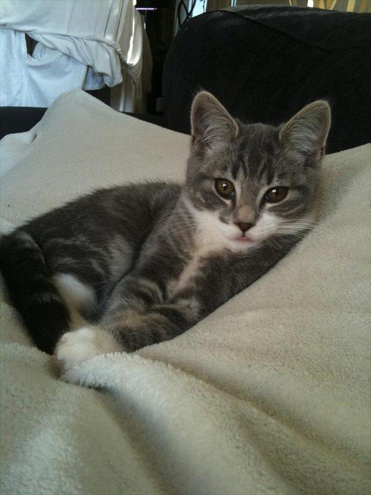 Blanding af racer Aya billede 15