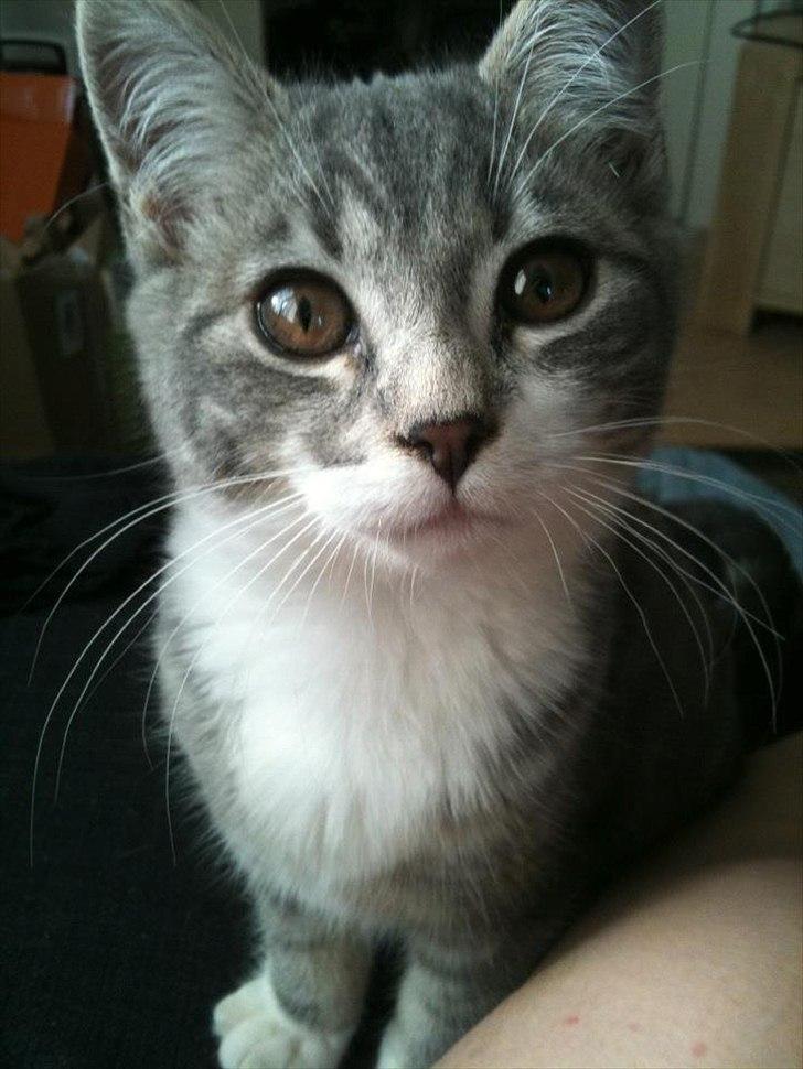 Blanding af racer Aya billede 16