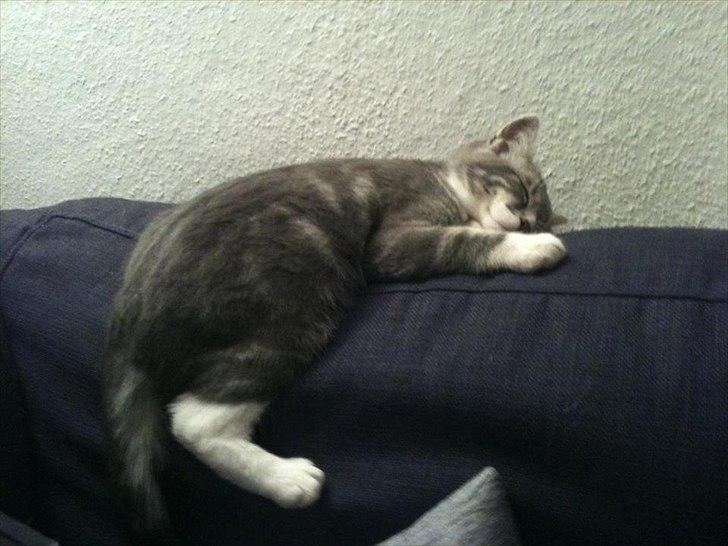 Blanding af racer Aya billede 17