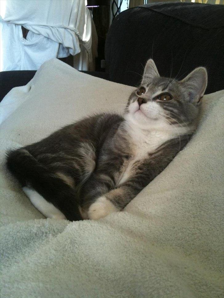 Blanding af racer Aya billede 19