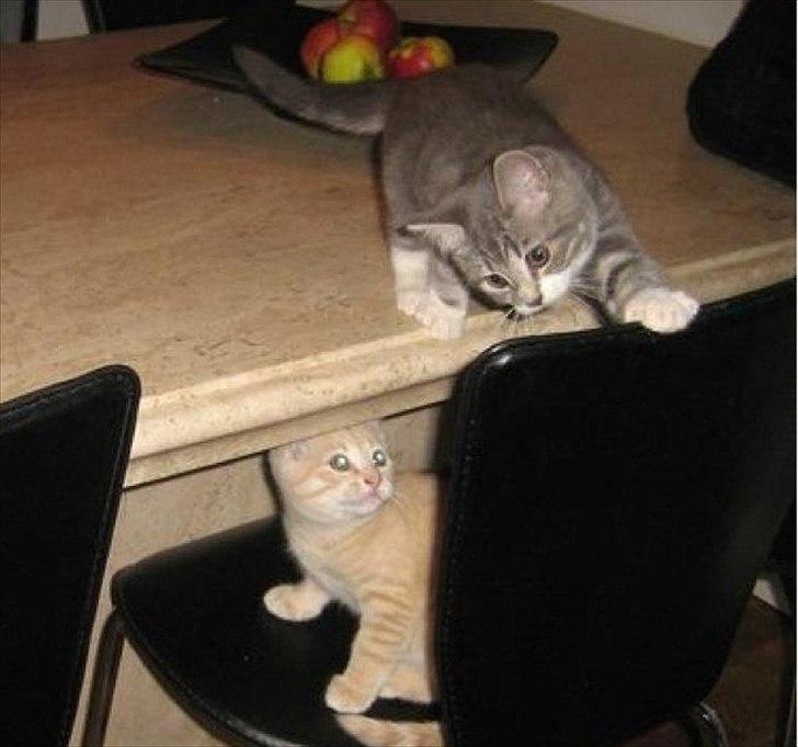 Blanding af racer Aya billede 20