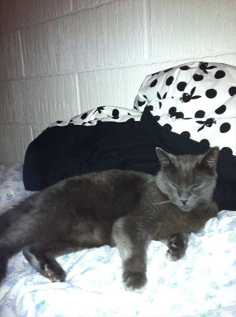 Huskat Mis billede 1