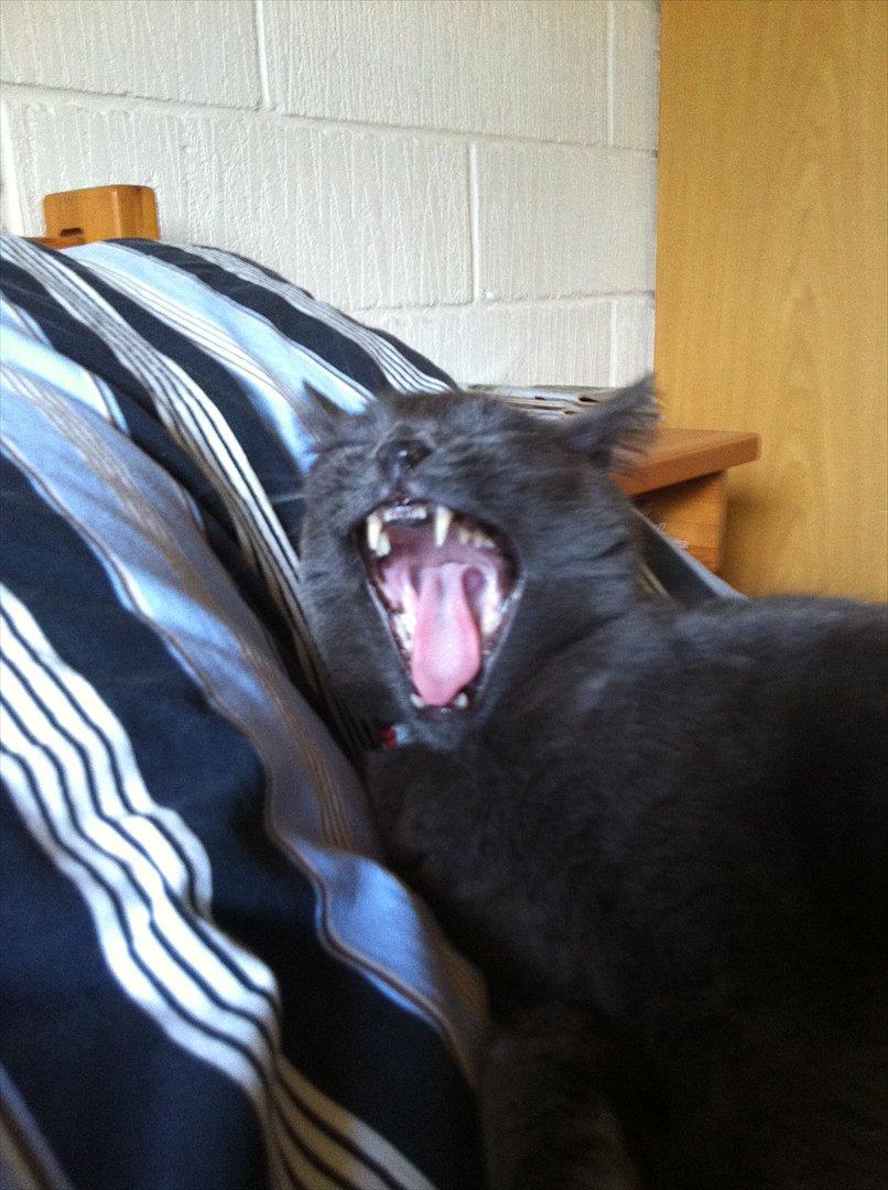 Huskat Mis billede 2