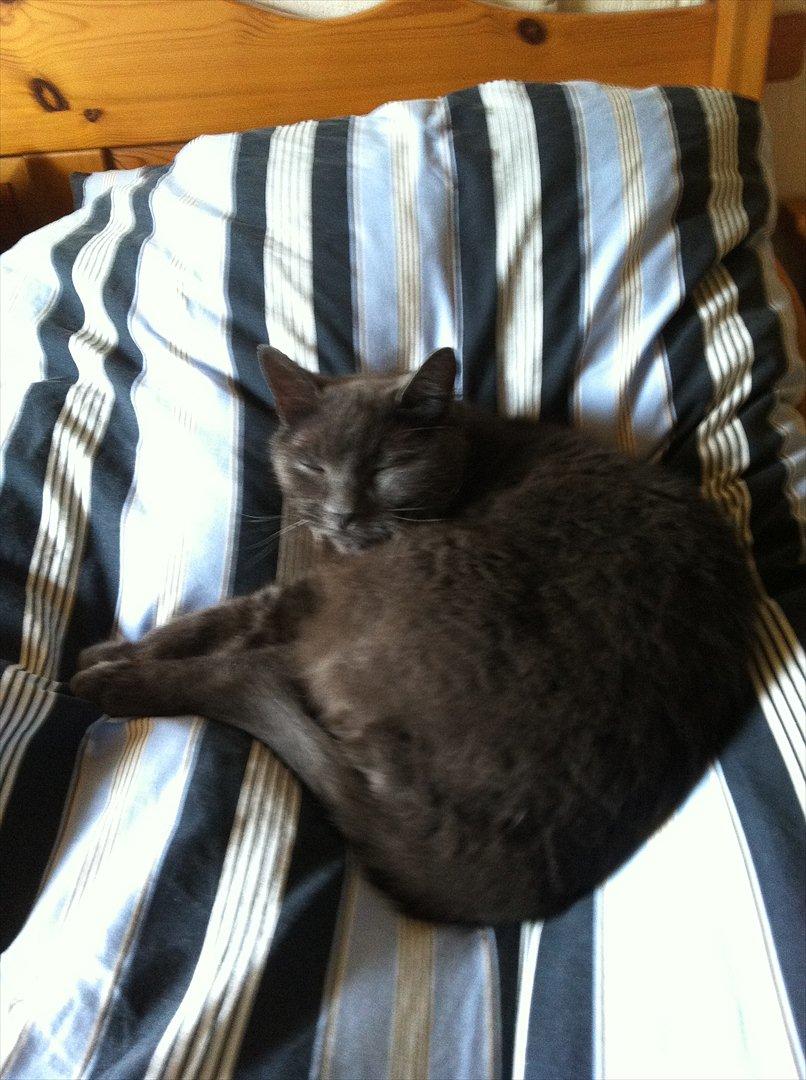 Huskat Mis billede 3