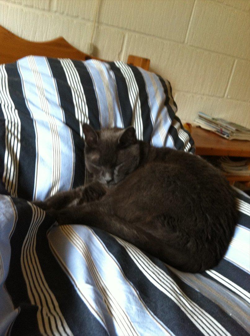 Huskat Mis billede 4