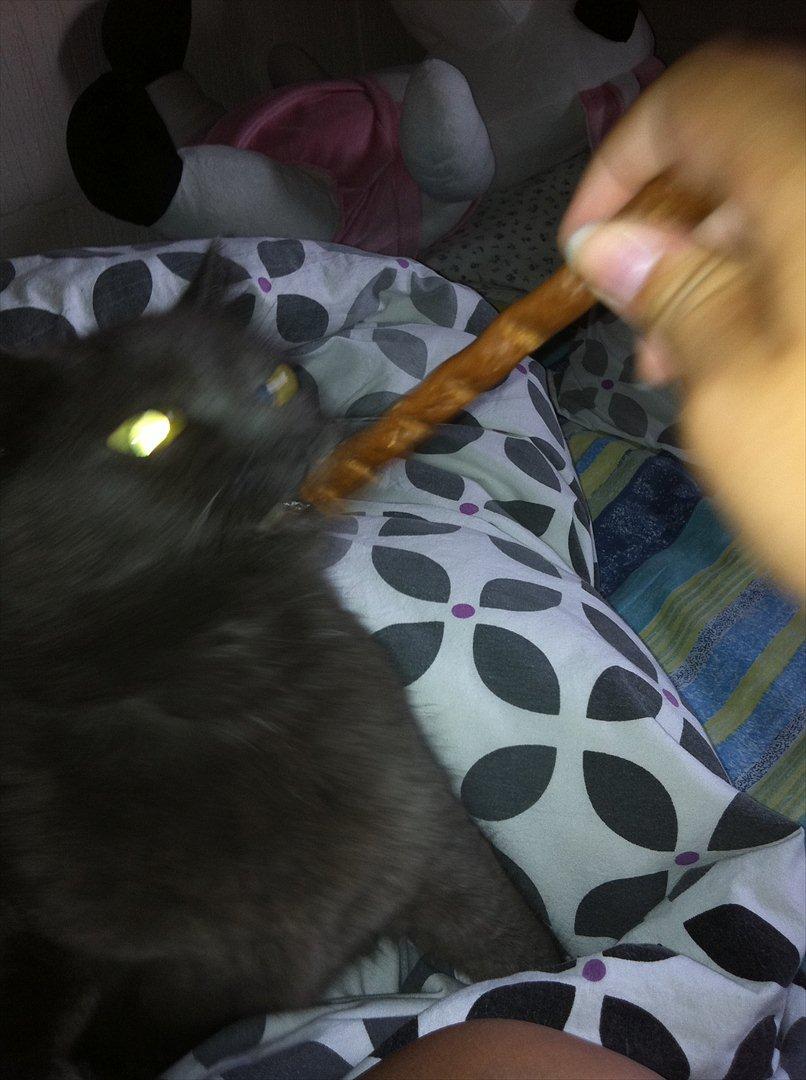 Huskat Mis billede 6