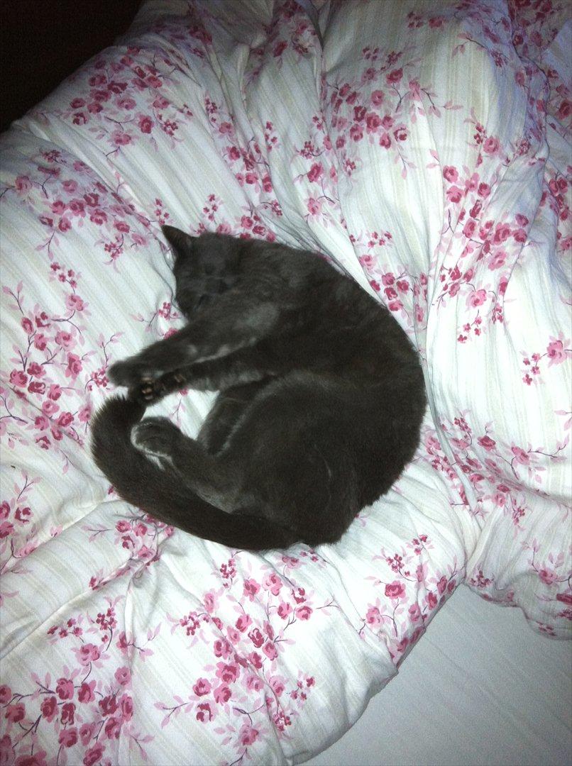 Huskat Mis billede 7