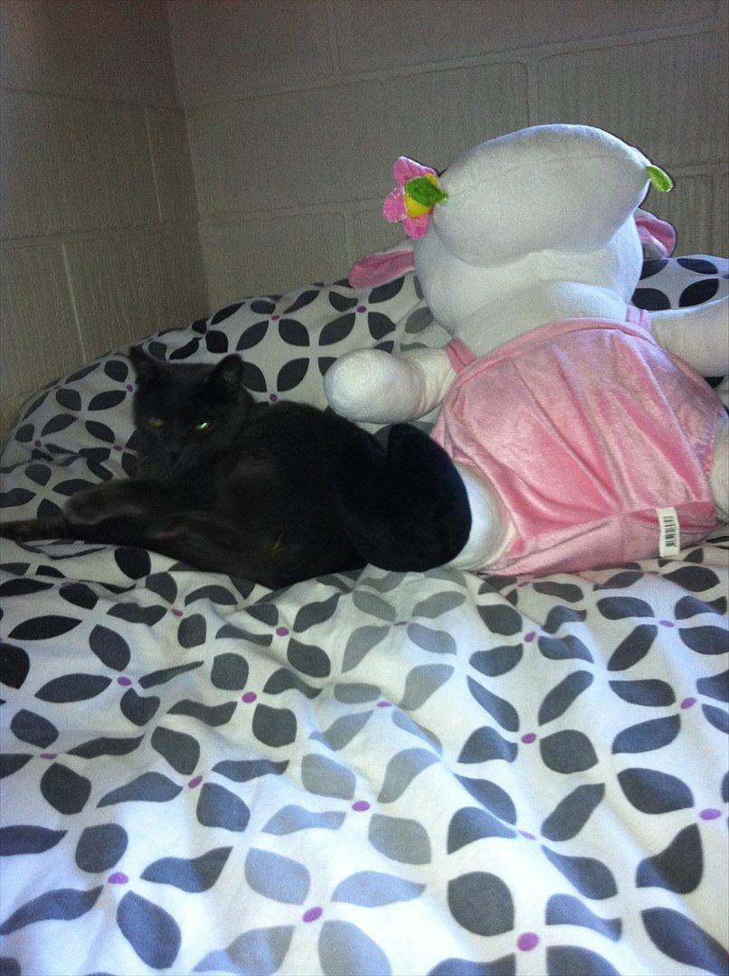 Huskat Mis billede 8