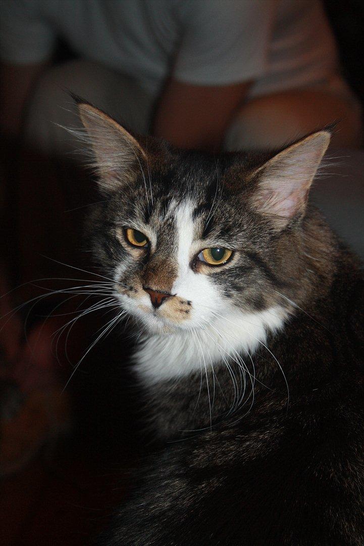 Maine Coon Krammedyret Yankie Bar billede 4