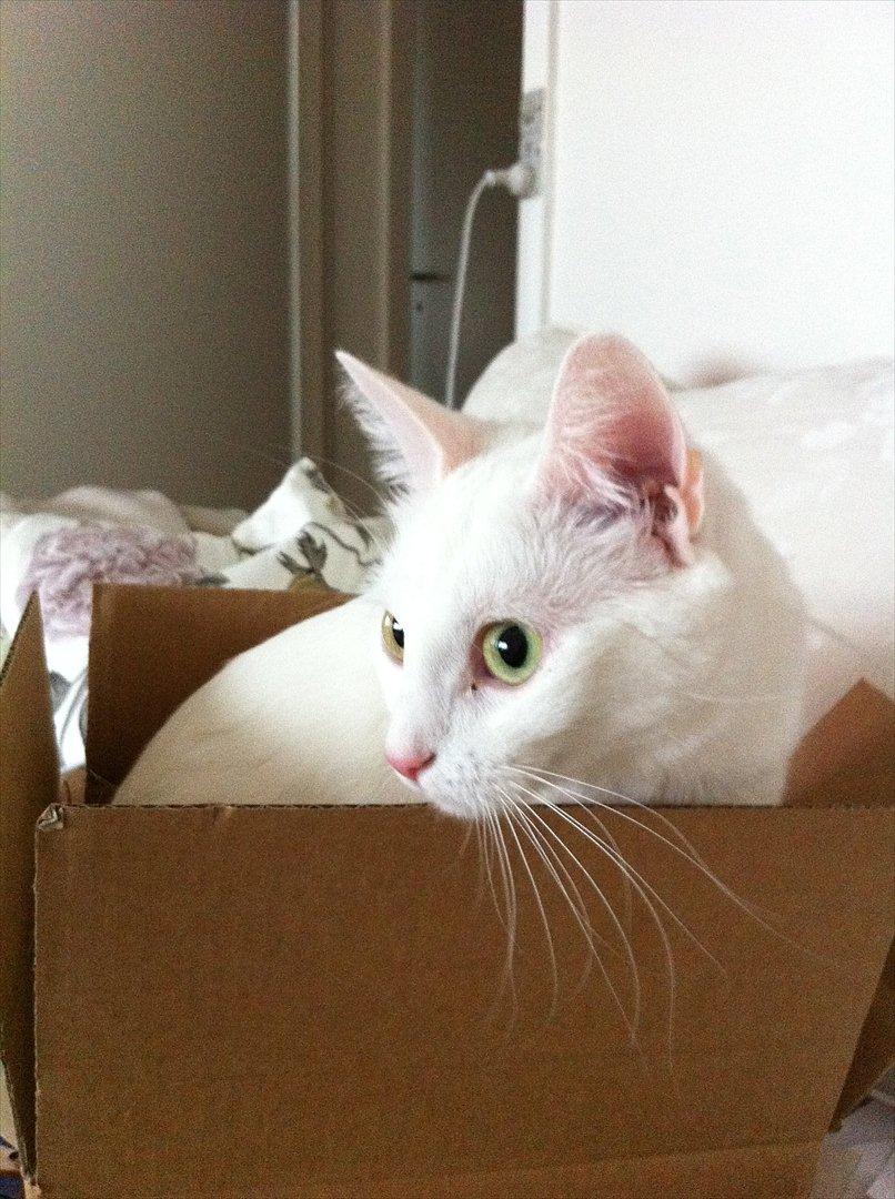 Blanding af racer Ronja billede 1