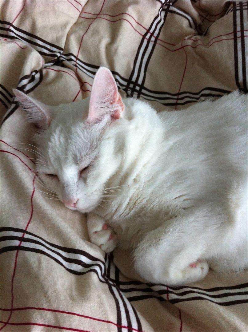 Blanding af racer Ronja billede 2