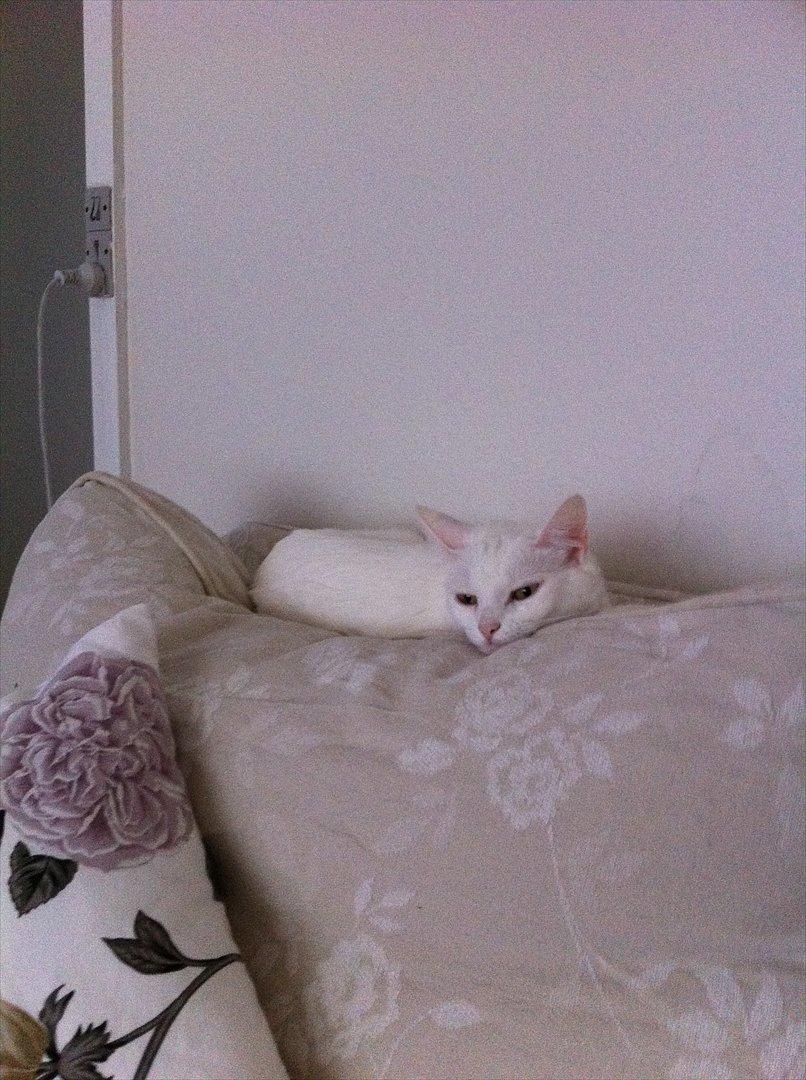 Blanding af racer Ronja billede 3