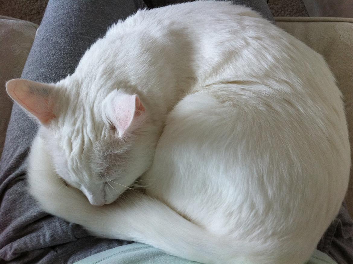 Blanding af racer Ronja billede 4