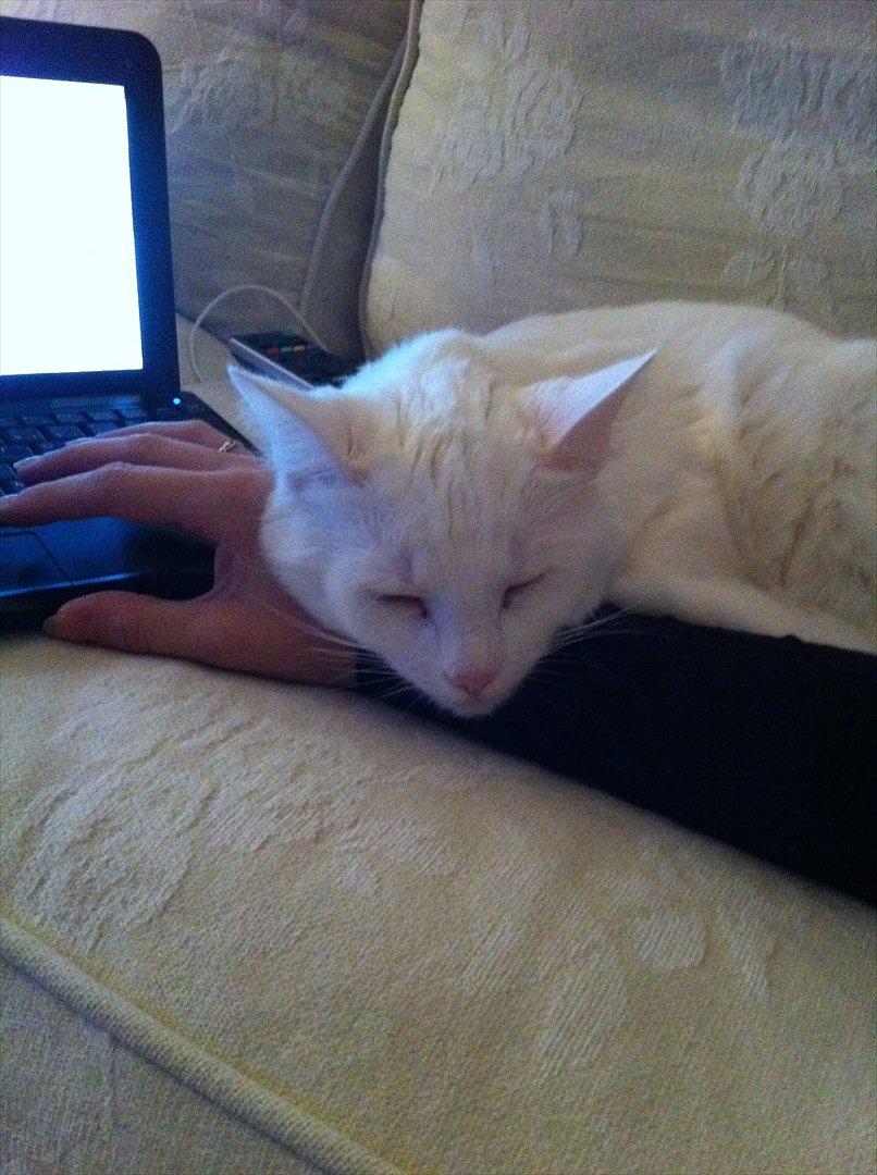 Blanding af racer Ronja billede 5