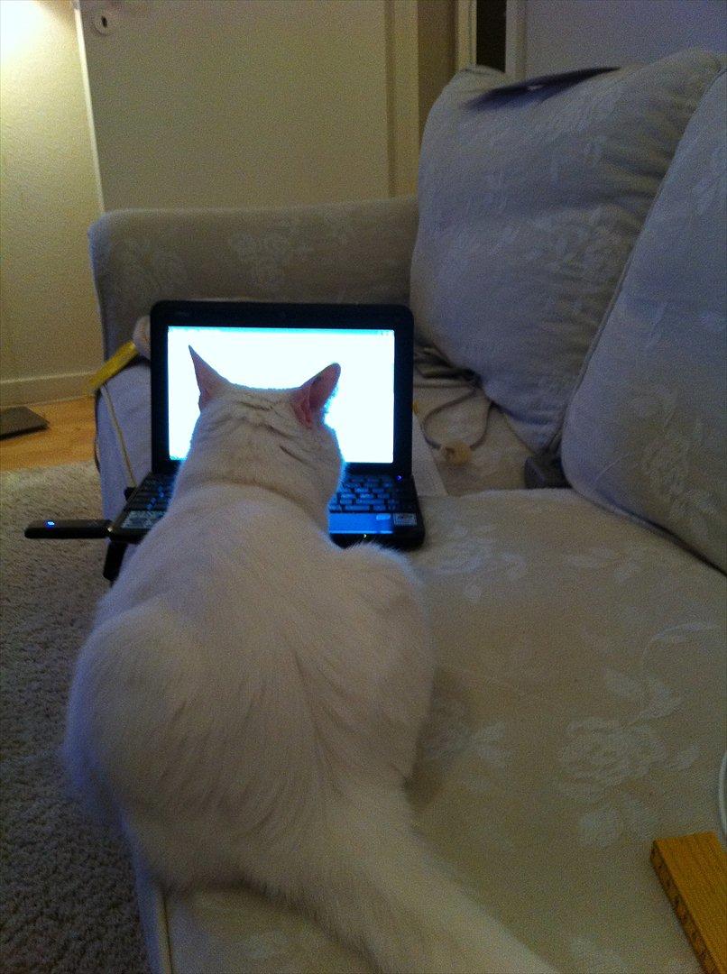 Blanding af racer Ronja billede 6