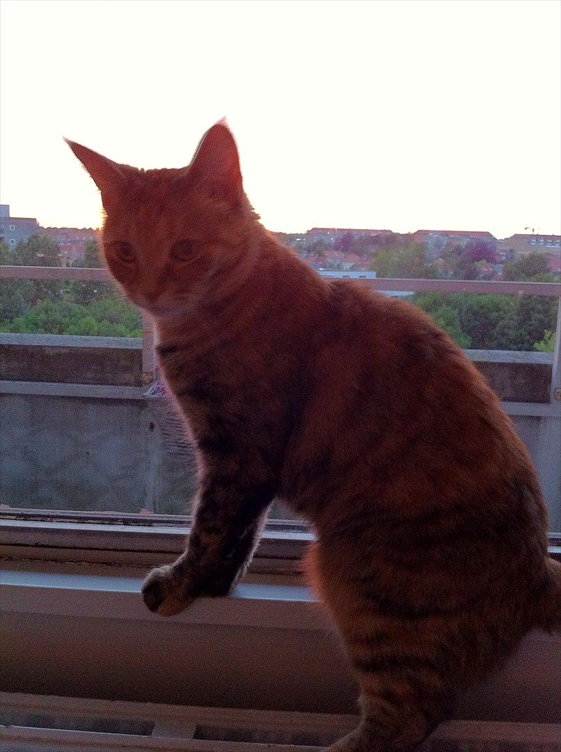 Blanding af racer Kiki AKA Kiks billede 1