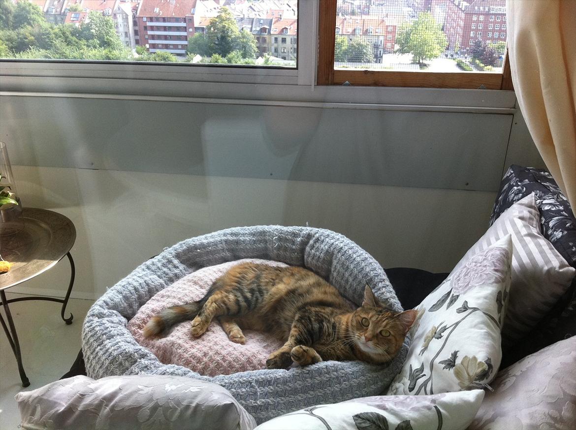 Blanding af racer Kiki AKA Kiks billede 2