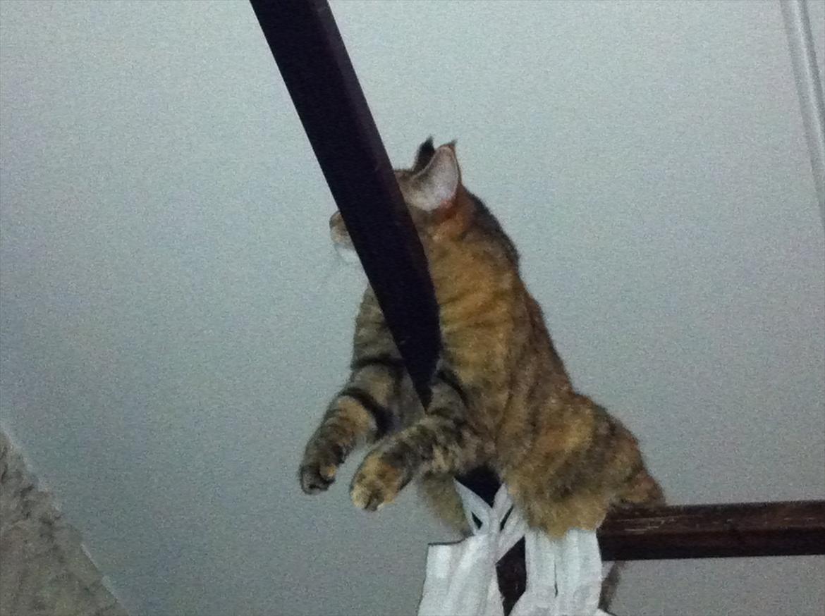 Blanding af racer Kiki AKA Kiks billede 3