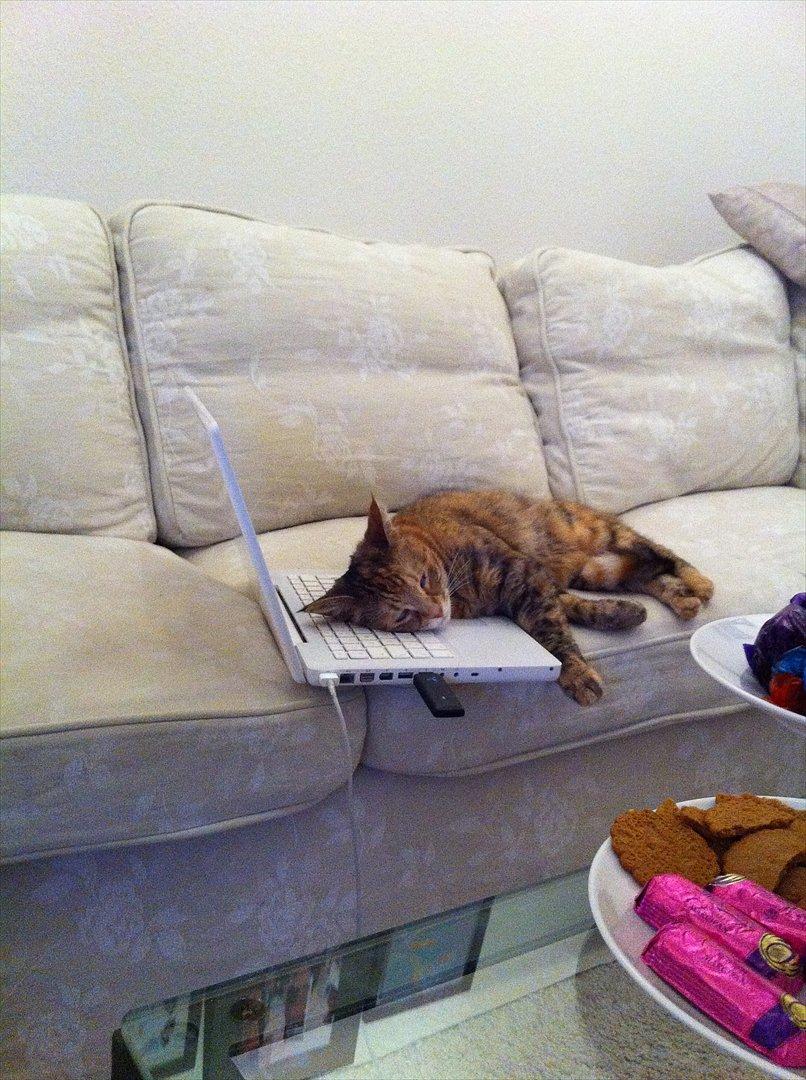 Blanding af racer Kiki AKA Kiks billede 4