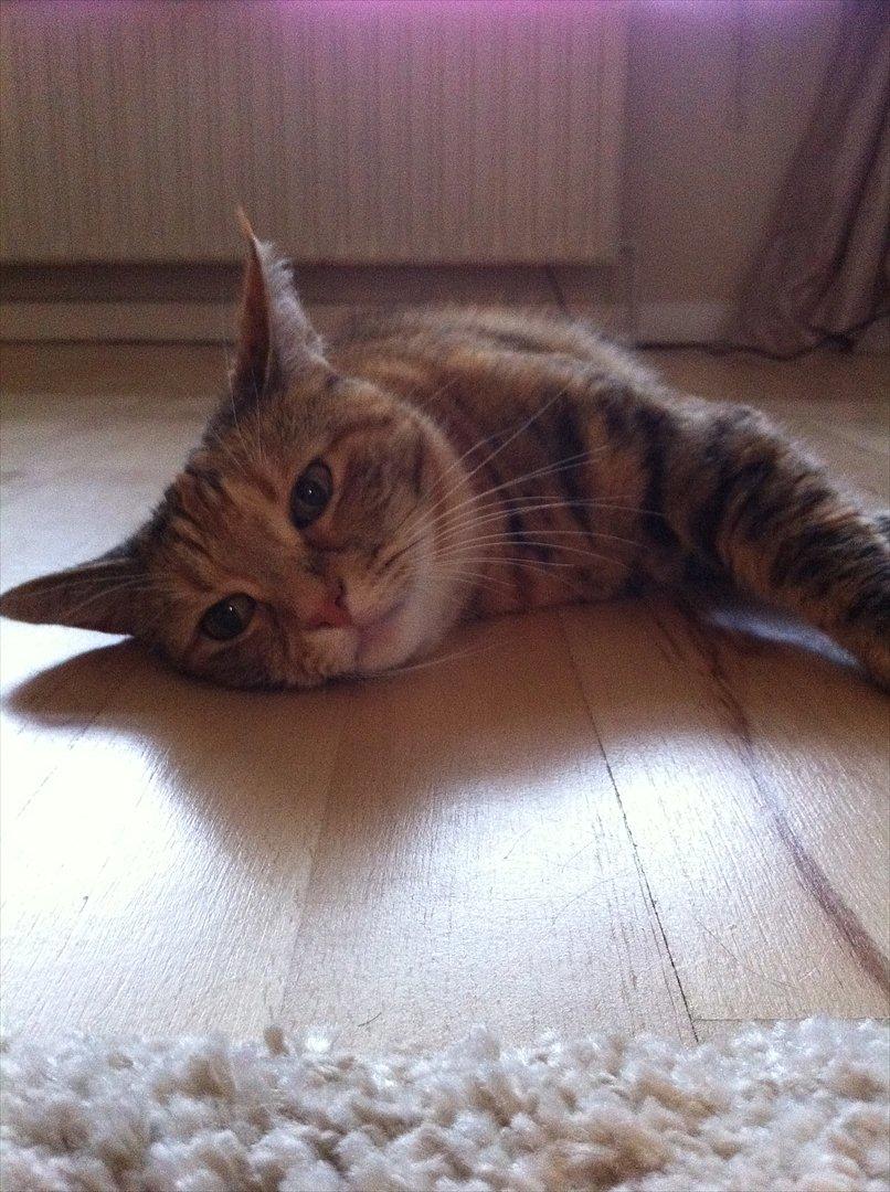 Blanding af racer Kiki AKA Kiks billede 5