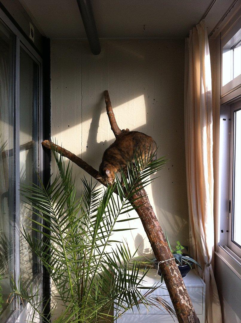 Blanding af racer Kiki AKA Kiks billede 6