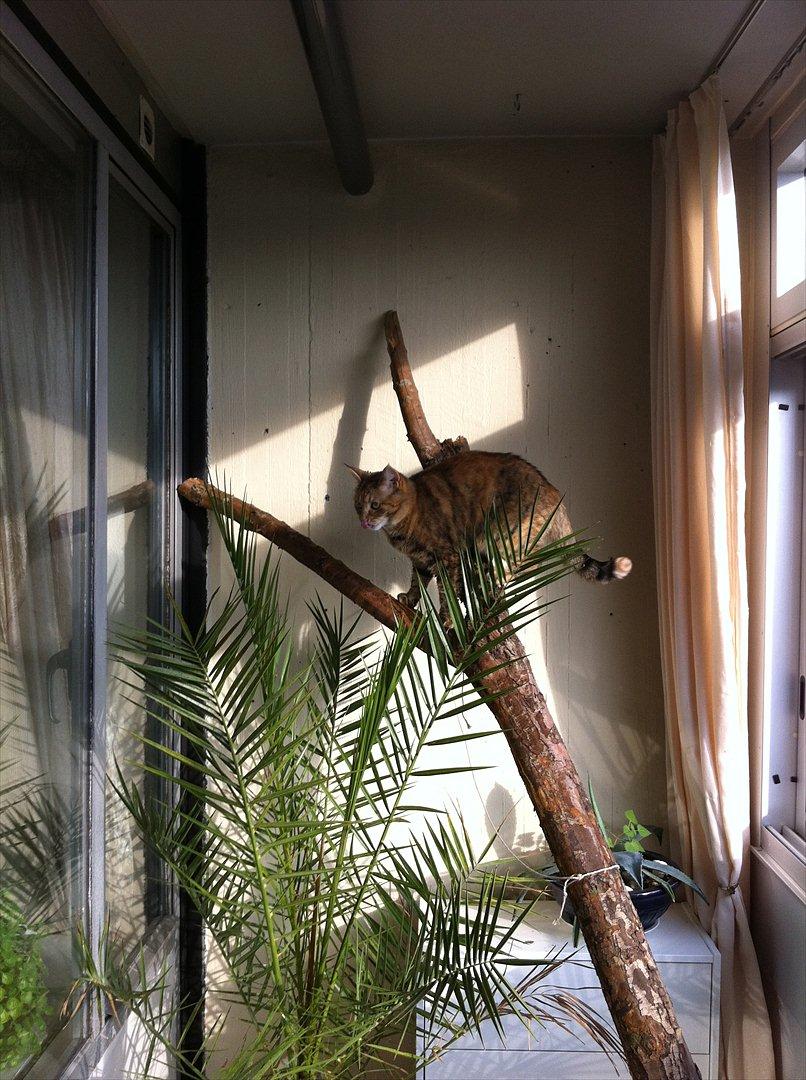 Blanding af racer Kiki AKA Kiks billede 7