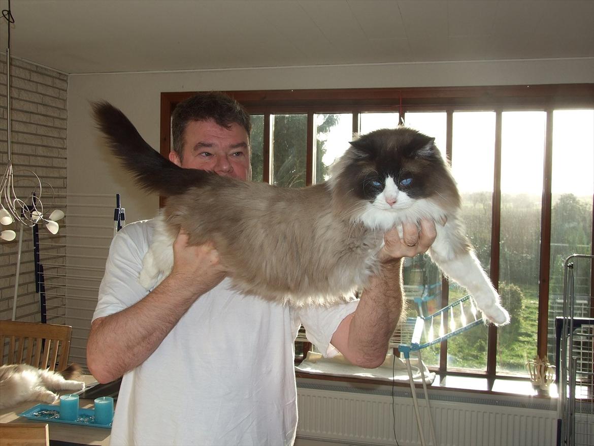 Ragdoll S*Chorotegas Victor Hugo - 5/1 2012 billede 2