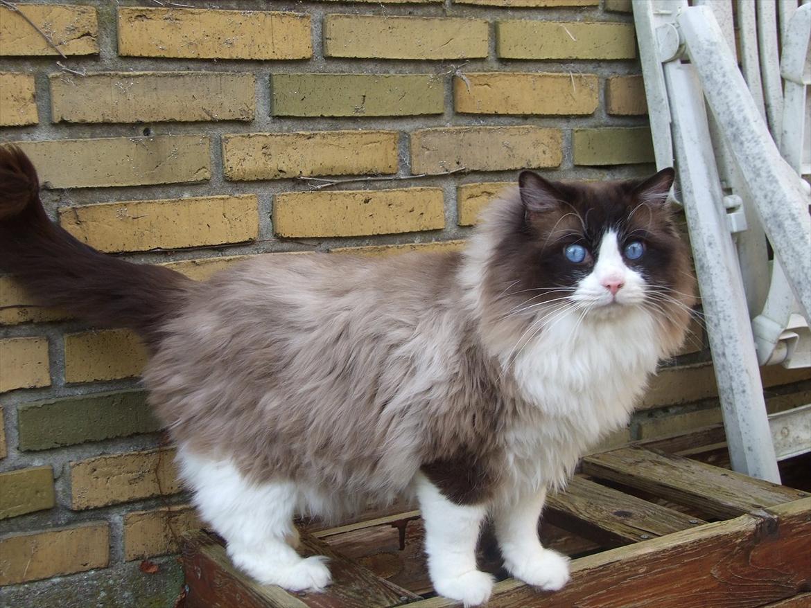 Ragdoll S*Chorotegas Victor Hugo - 5/1 2012 billede 3