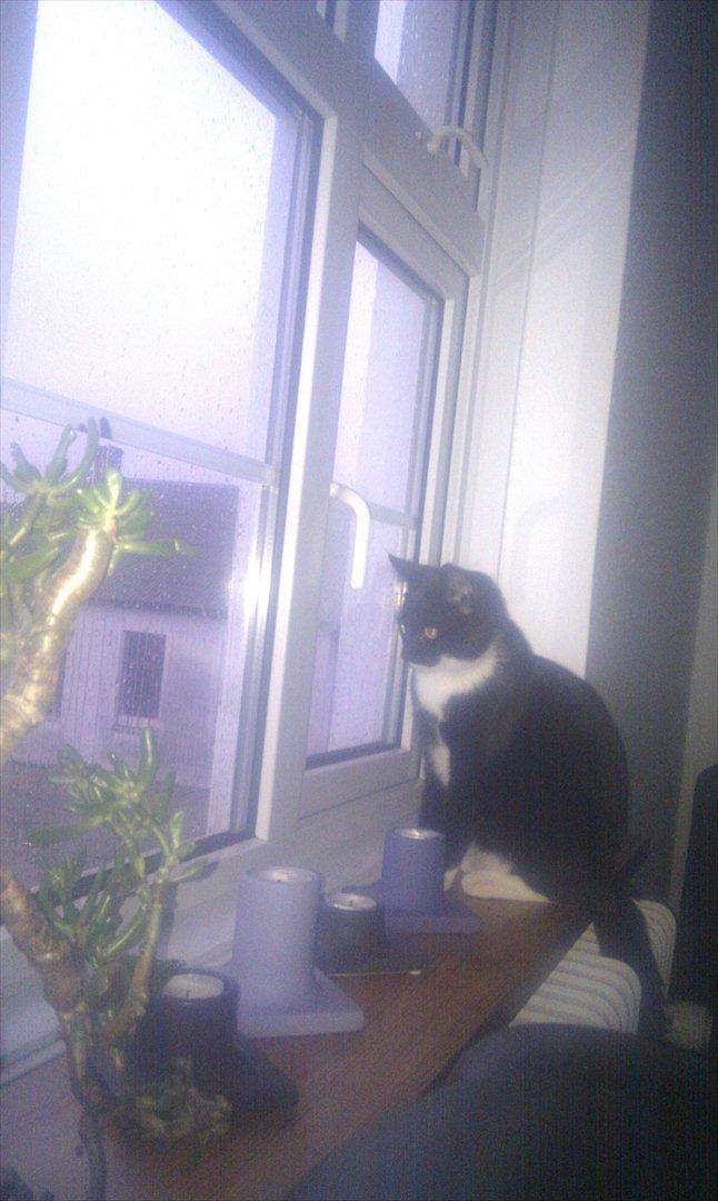 Huskat Mis billede 4