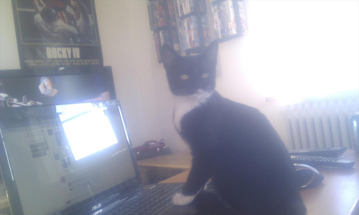 Huskat Mis billede 2