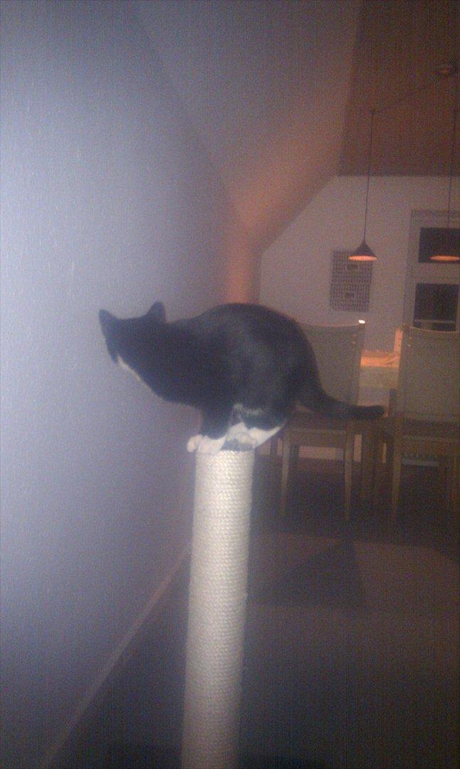 Huskat Mis billede 6