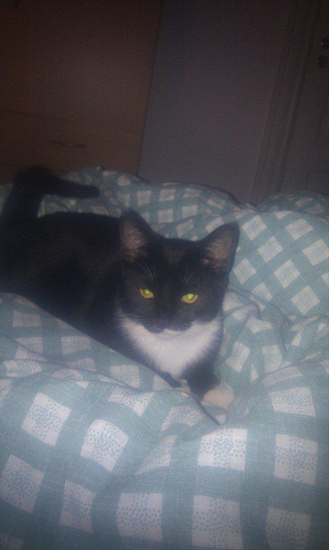 Huskat Mis billede 7