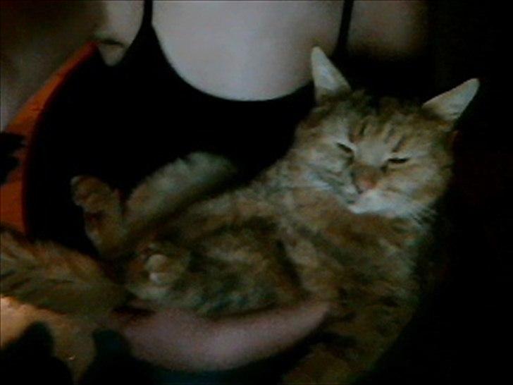 Blanding af racer bella billede 2