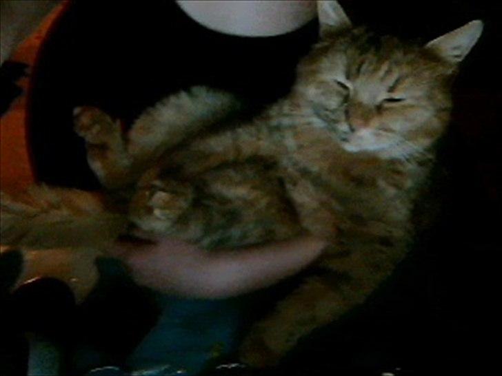 Blanding af racer bella billede 3