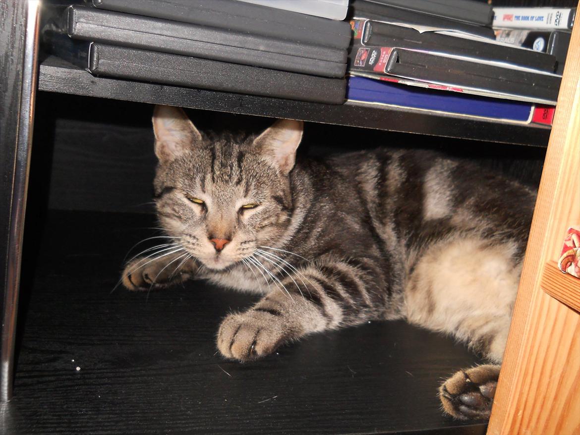 Huskat Oggy - MIT FJERNSBORD MIIIIIIT. billede 1