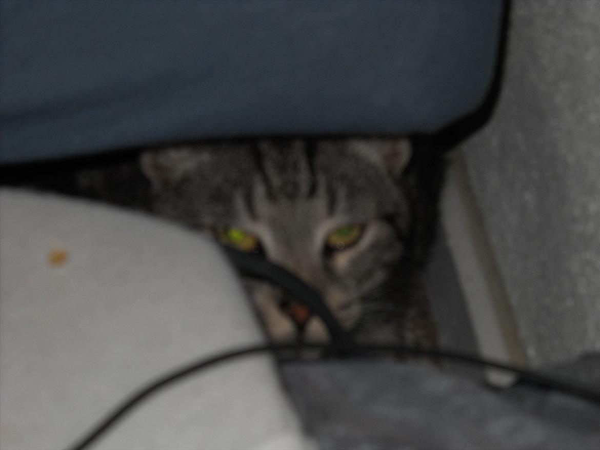 Huskat Oggy - I'm gone mommi i'm gone billede 2