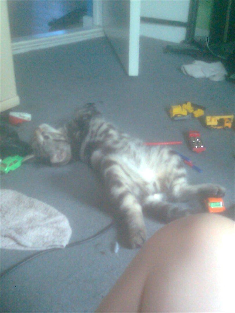 Huskat Oggy billede 7