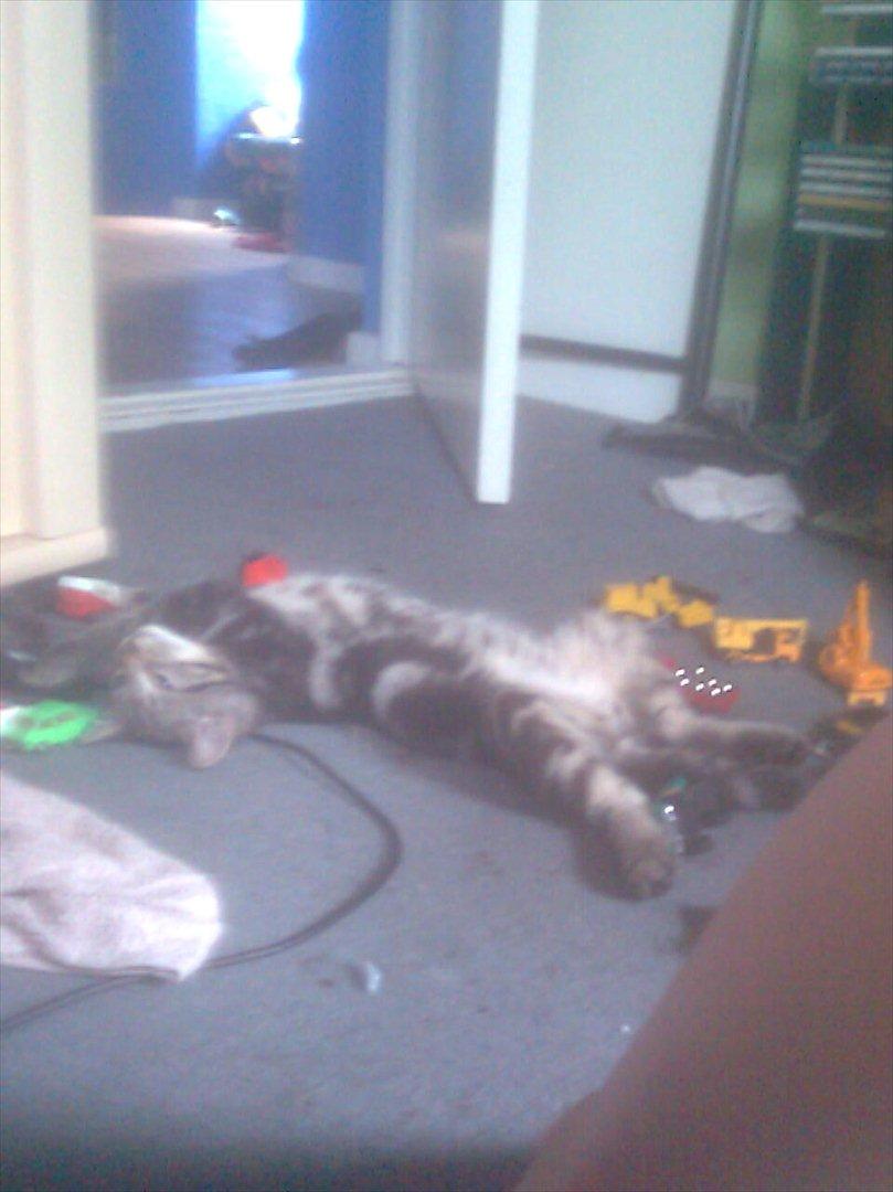 Huskat Oggy billede 8