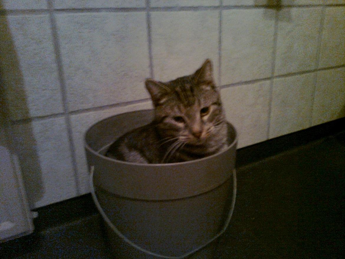 Huskat Oggy - Jeg invedere spanden billede 9