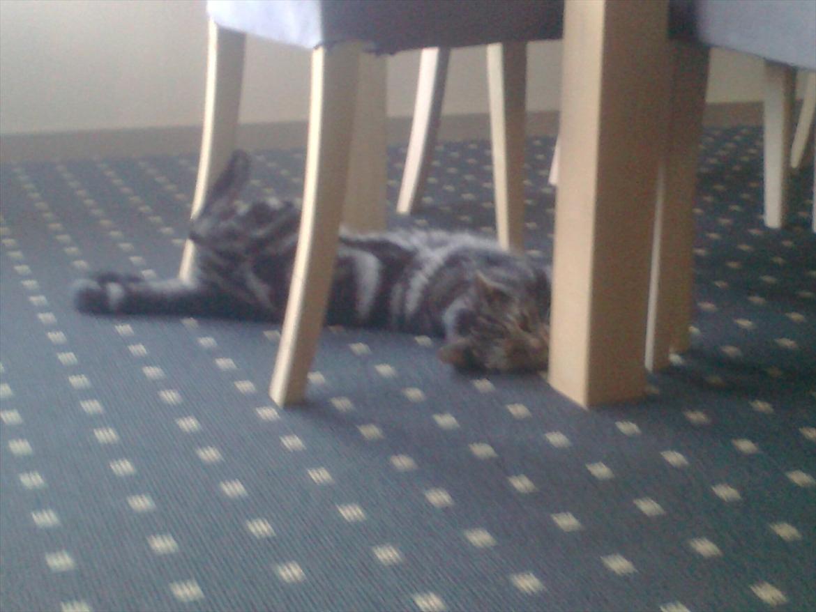 Huskat Oggy - Arhhhh afslappende  billede 12
