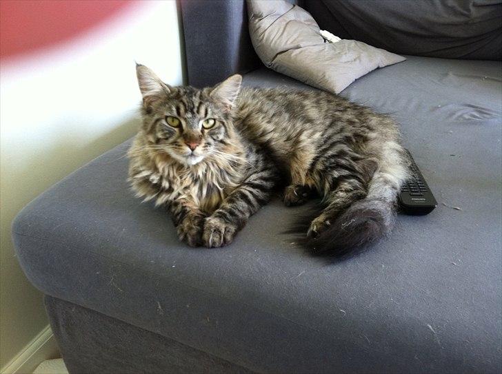 Maine Coon Balou billede 2