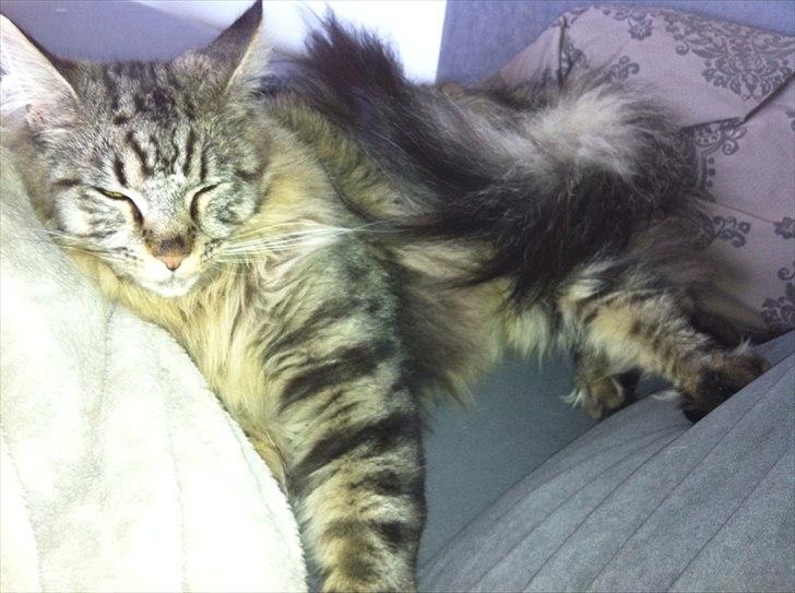 Maine Coon Balou billede 1