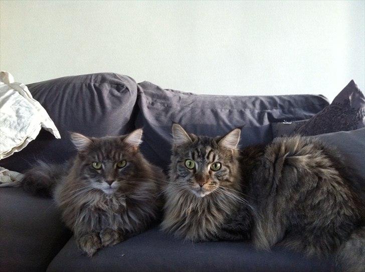 Maine Coon Balou billede 3