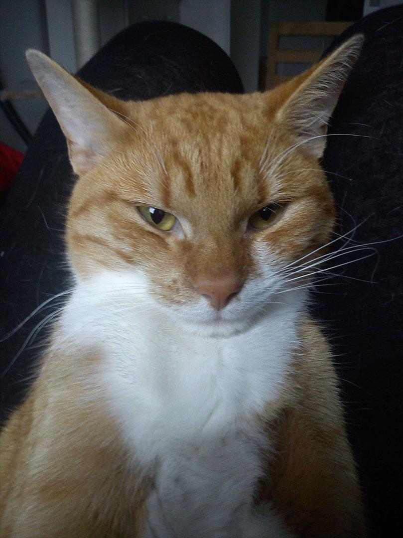 Huskat Jack - min søde dejlige Jack, "i'm watching you!" billede 1