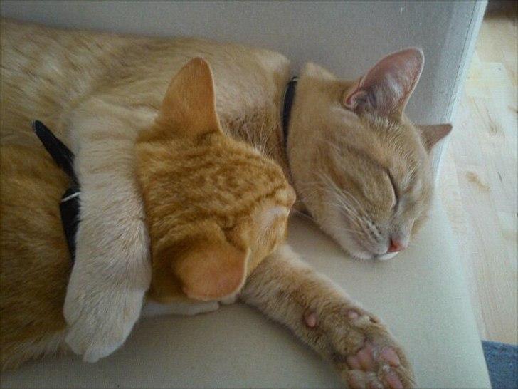 Huskat Jack - sammen med sin storebror billede 4