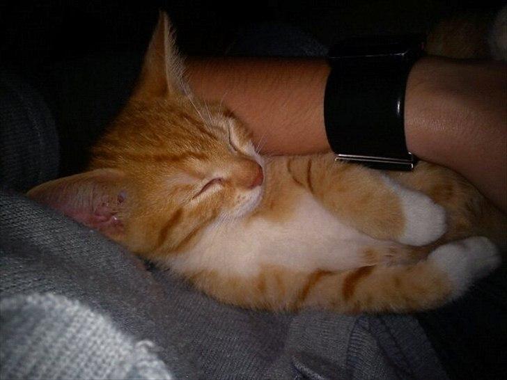 Huskat Jack - Jack da han var lille, og meget glad for at sove i arm. billede 5